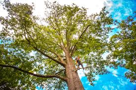 Best Emergency Tree Removal Services  in Hillsborough, CA