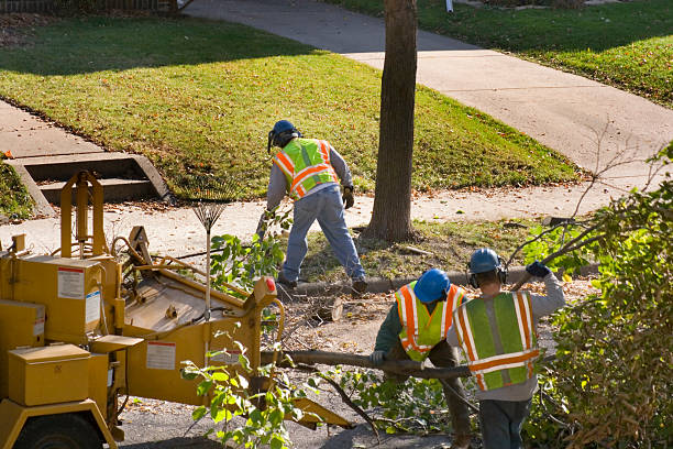 Best Lawn Renovation and Restoration  in Hillsborough, CA