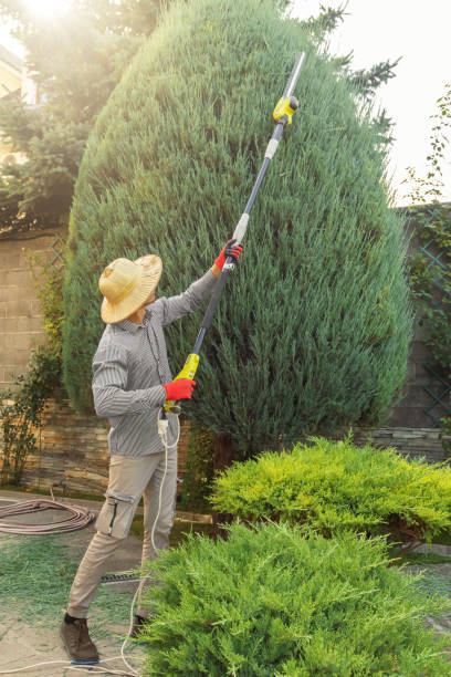 Best Root Management and Removal  in Hillsborough, CA